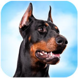 �ű�Ȯģ����