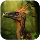 ���޶�ģ����