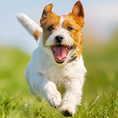 ��ɭ˹Ȯģ����