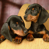 ����Ȯģ����