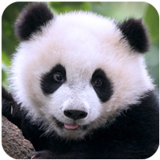 ��è�Ĺ���