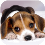 ��Ȯ��ģ����