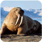 ����ģ��