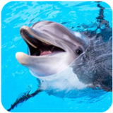 ����ģ��