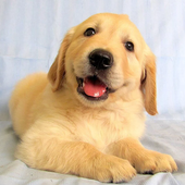 ��ë��Ȯģ����