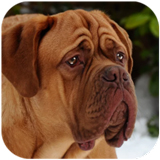 ��Ȯģ����