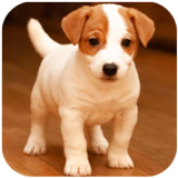 �ܿ����ع�Ȯģ����