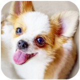 �����޹�ģ����