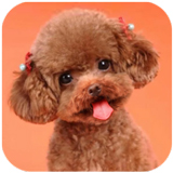 ̩�Ϲ�ģ����