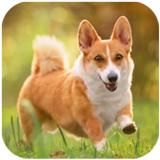 �»�Ȯģ����