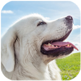 ����������Ȯģ����